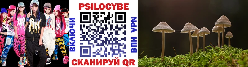 сколько стоит  Каргат  Псилоцибиновые грибы Cubensis 