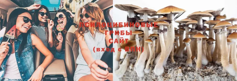 Галлюциногенные грибы MAGIC MUSHROOMS  shop состав  Каргат  цена наркотик 